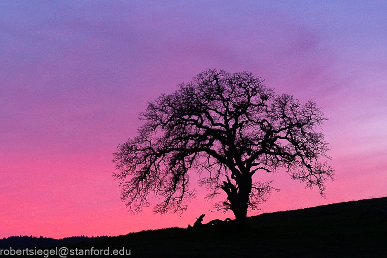 stanford dish 2022